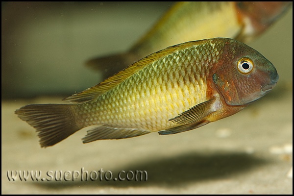 Tropheus moorii 'Nkonde'